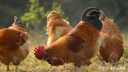 古人俗语“男怕属鸡,女怕属羊”,这是什么意思呢?