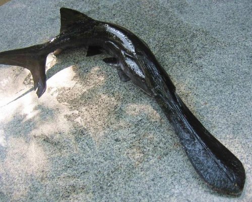 请问池塘里面可以养殖鸭嘴鱼吗？谢谢