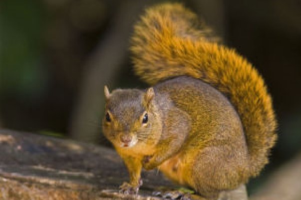 有关于松鼠的生活习性