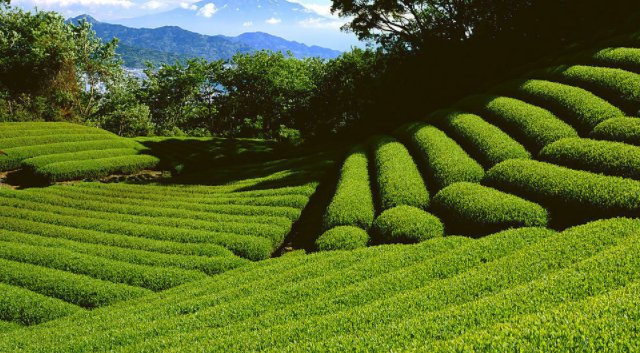 杭州特色小吃有哪些,可以带回来的特产有哪些