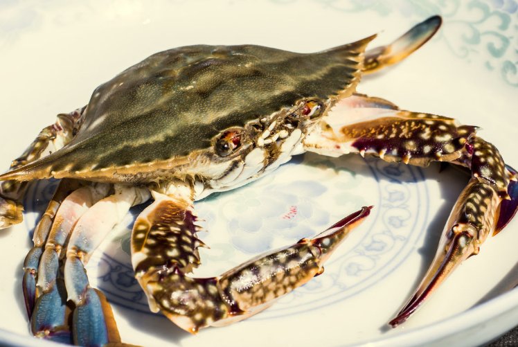 梭子蟹死了能不能吃