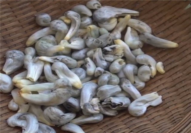 你知道什么叫玉米黑粉菌吗？