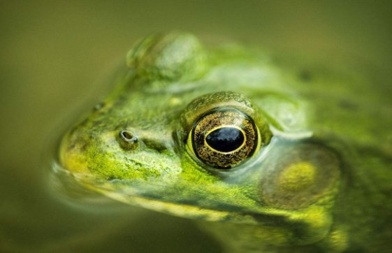 什么动物会冬眠呢？会冬眠的动物有哪些？？？