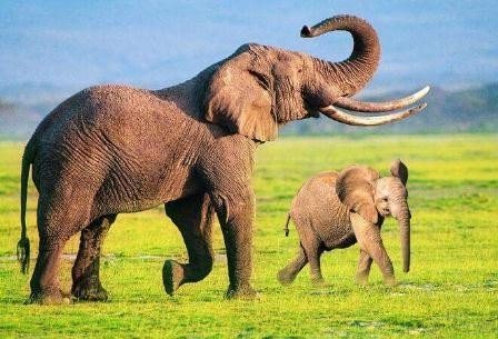 大象究竟有多少牙齿??