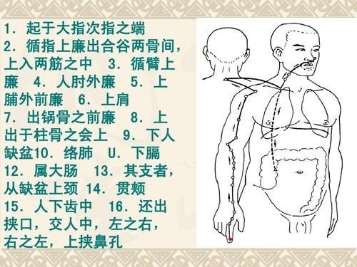 大肠经的准确位置图在哪?
