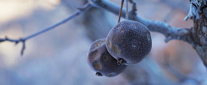 冻梨是什么梨,为什么会变黑?