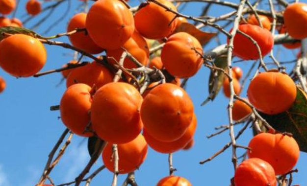 关于硕果累累的读音