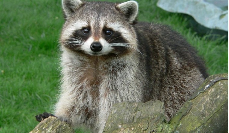 小浣熊是保护动物吗？