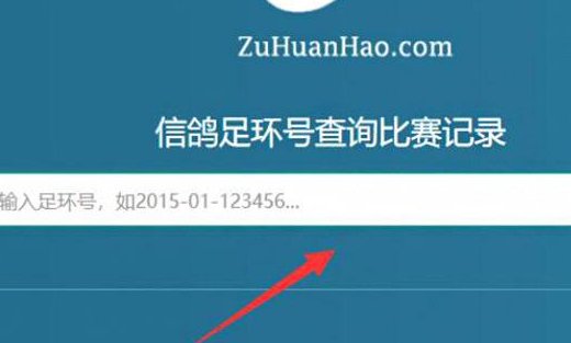 如何查询自己的信鸽脚环号？