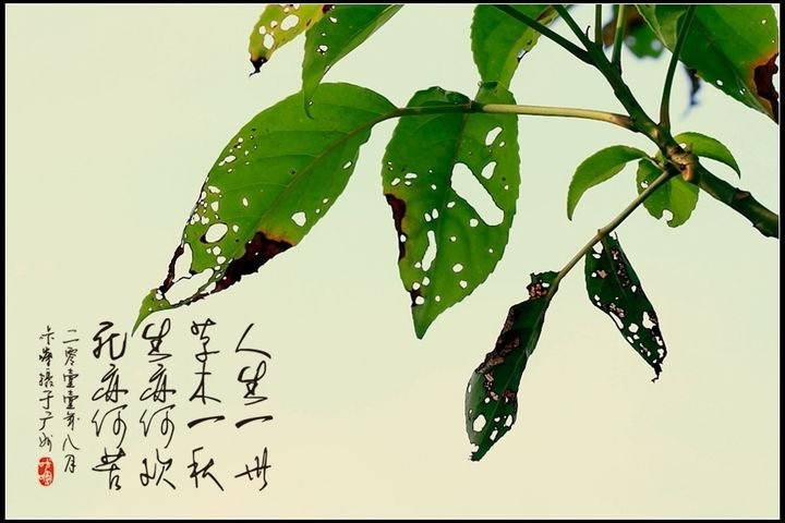 人生一世，草木一秋出自哪儿？