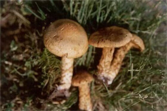 菇的部首和组词