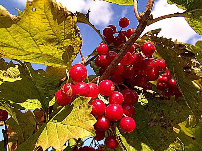 北京话里讲的 “果儿”是什么意思？？