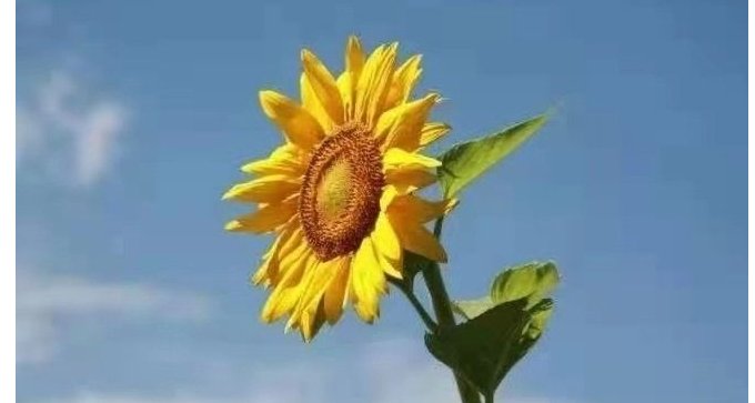 我与旧事归于尽，来年依旧迎花开全文是什么？