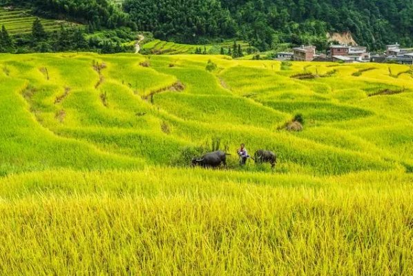 什么样的田野填词语