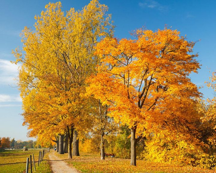 秋风瑟瑟,黄叶飘零,枯草凄凄,人在高岗.意思是