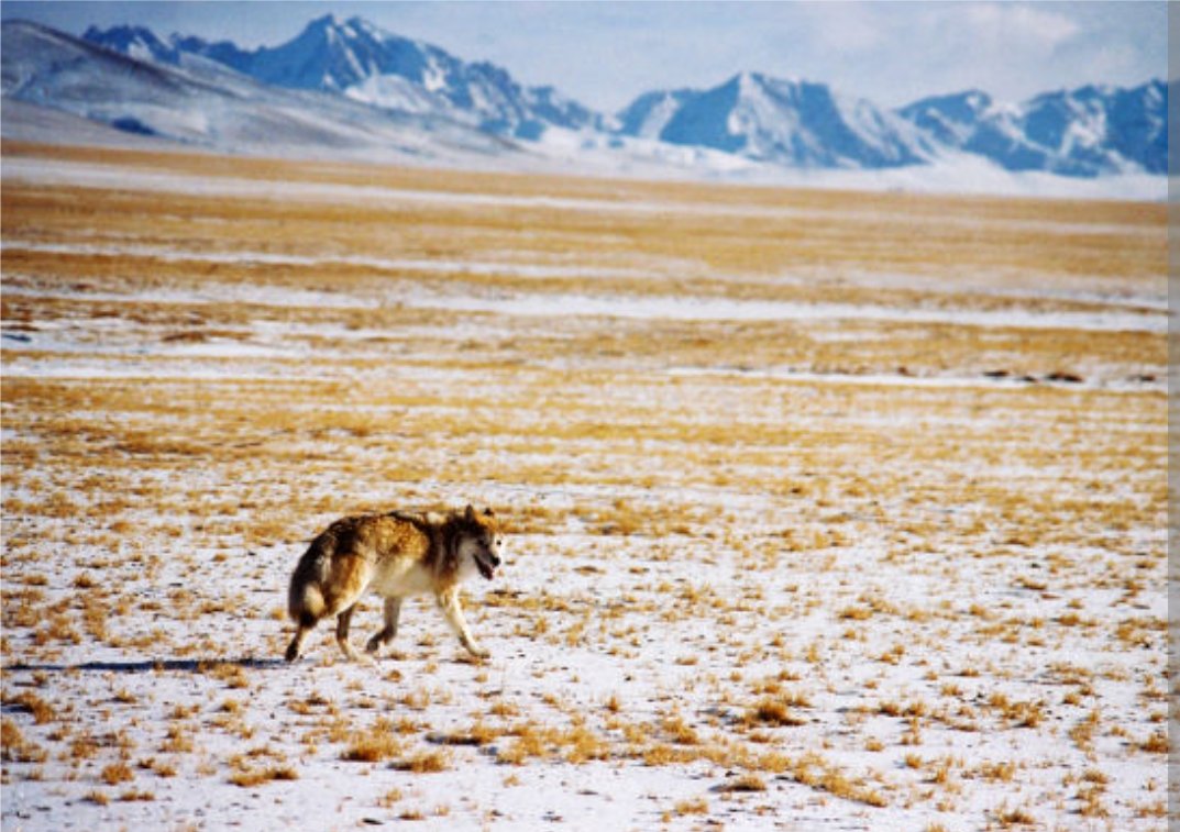 可以给狼投喂食物吗？
