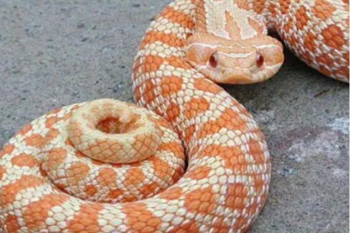 最温顺的宠物蛇