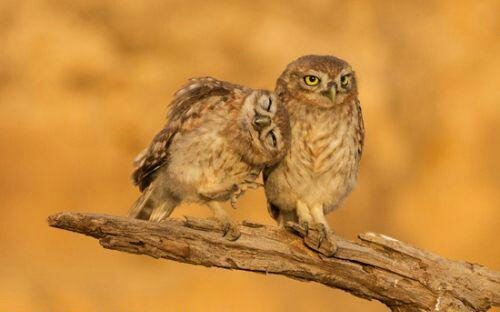 如果老公嫖娼了，还能原谅他吗？