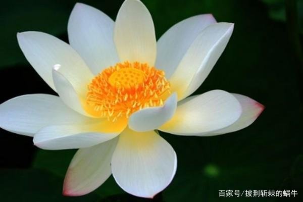 “白莲花”是什么意思？