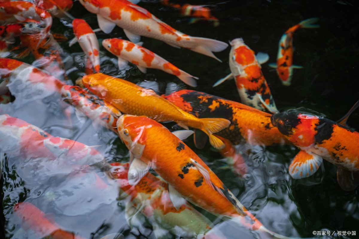 求锦鲤是什么意思？求锦鲤是现在网络上很流行的网络用语吗？