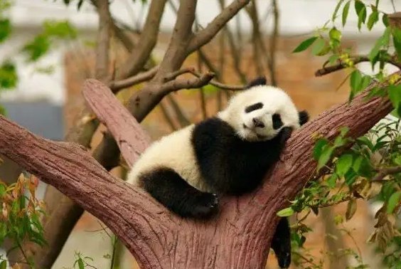 大熊猫的价格是多少？