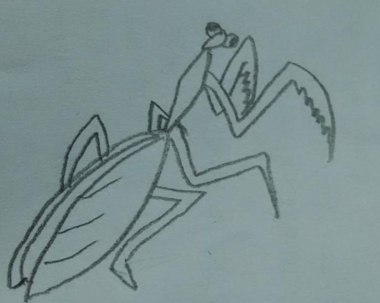 螳螂怎么画 简单