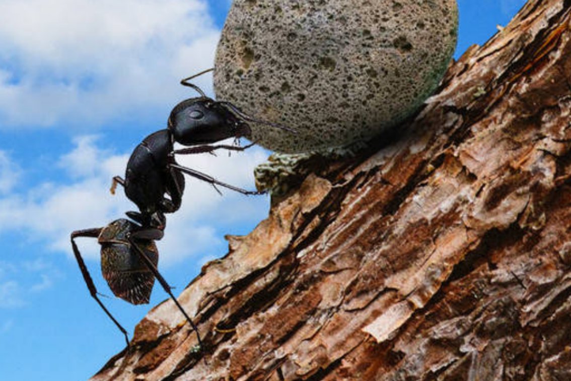 assume什么意思中文