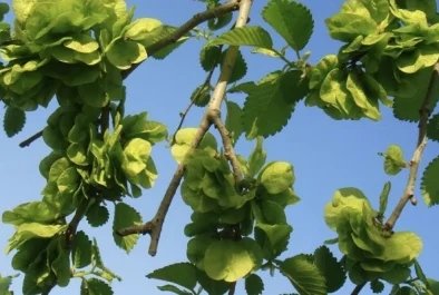 榆的拼音和组词语