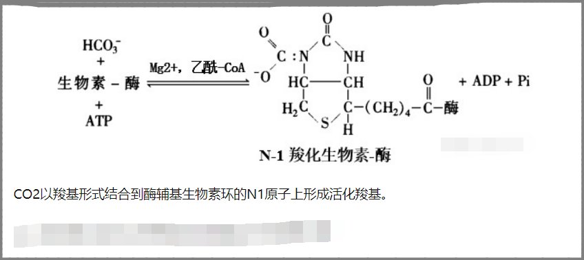 丙酮酸羧化的反应机理是什么？