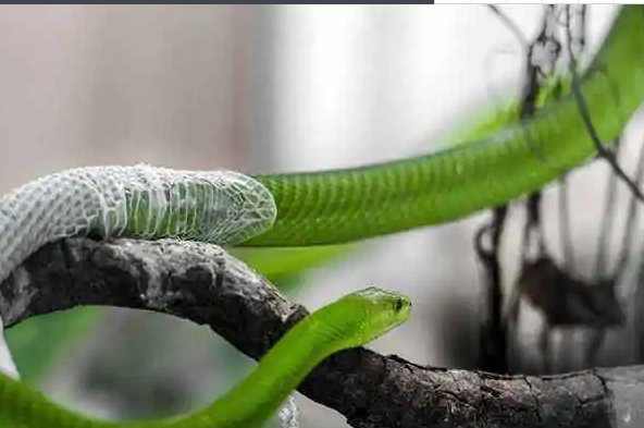 金蝉脱壳指的是何生肖