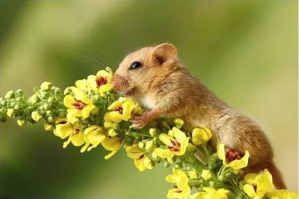 广开门路打一生肖