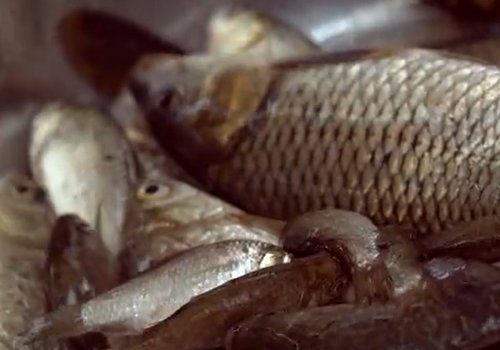 永年广府酥鱼的做法步骤