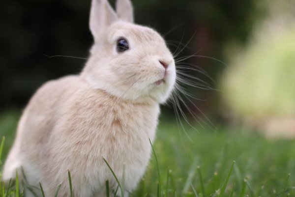 rabbits英语怎么读