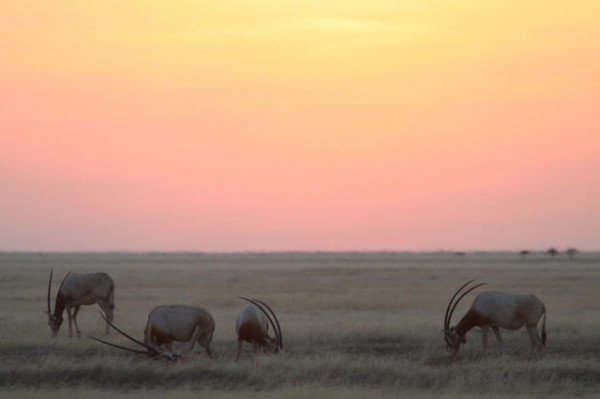 科学松鼠会 非洲的野生动物，为什么停止迁徙