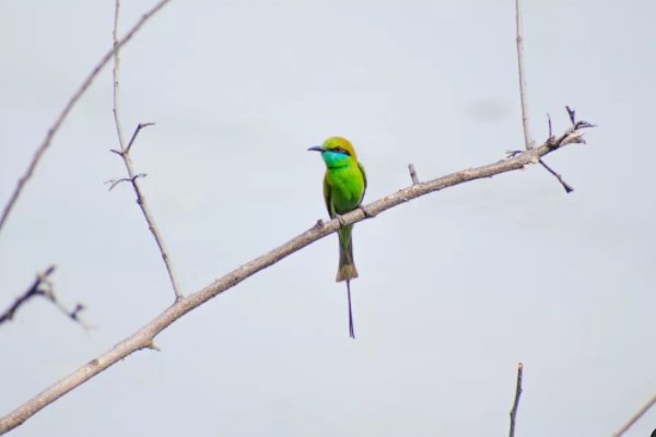 翠鸟移巢告诉我们什么道理？