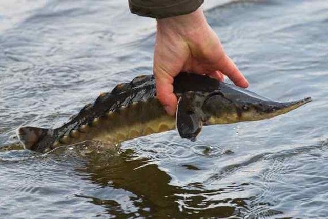 鳇鱼遇见中国厨师后，为何成了“保护动物”？