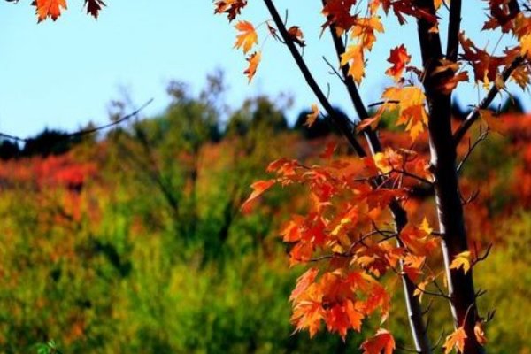 秋色宜人的意思