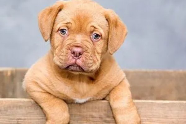 梦见狗的七大预兆