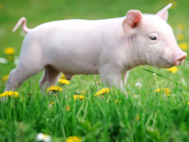 五福生肖是哪5个动物