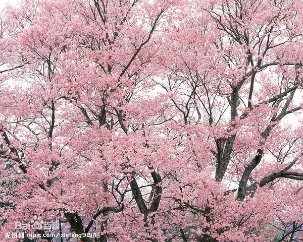 大山樱的分布范围