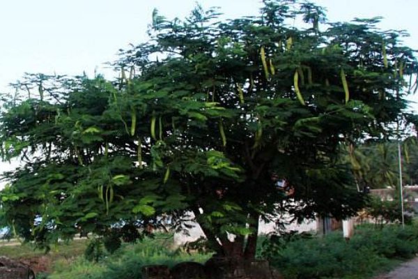 坟头长树好不好?