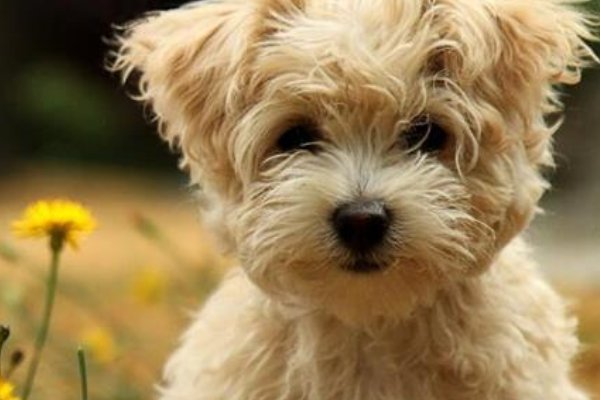 梦见狗的七大预兆