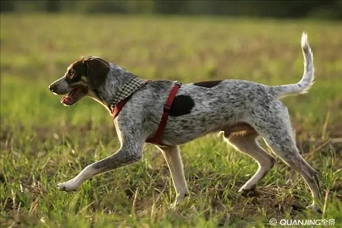 retriever是什么意思