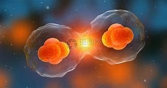 分裂是什么意思