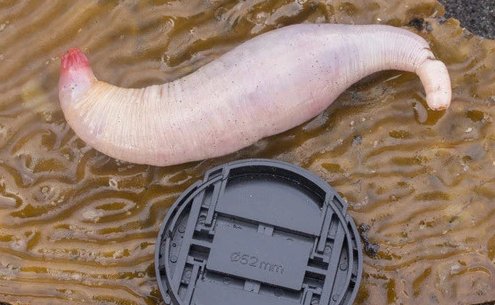 海洋生物海老鼠可以吃吗？