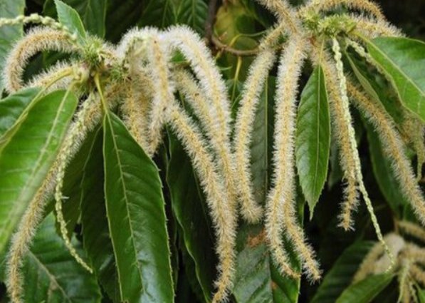 栗子花味是什么味道?