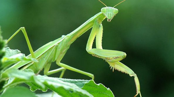 螳螂是益虫还是害虫吗