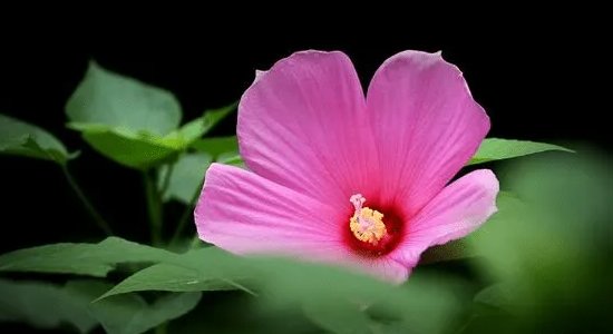 开白是什么意思