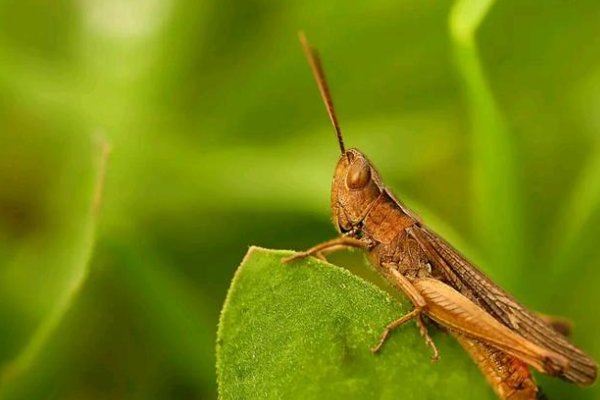 秋后蚂蚱的意思