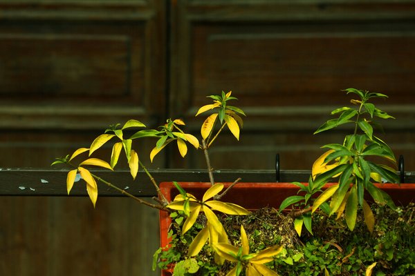 一草一木一春秋的意思